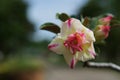 Desert rose flower Royalty Free Stock Photo