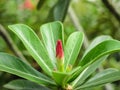 Desert rose flower