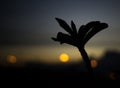 Desert rose flower Royalty Free Stock Photo