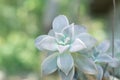 Desert rose flower or succulent stone rose in a hanging flowerpot