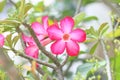 Desert Rose Flowers Royalty Free Stock Photo