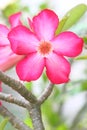 Desert Rose Flowers Royalty Free Stock Photo