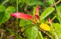 Desert-Rose Flowers are blooming Royalty Free Stock Photo