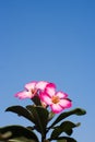 Desert Rose flowers blue background Royalty Free Stock Photo