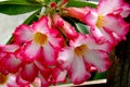 Desert rose flowers Royalty Free Stock Photo