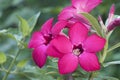 Desert Rose Flowers Royalty Free Stock Photo