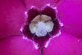 Desert Rose Flowers Royalty Free Stock Photo