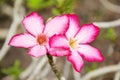 Desert Rose