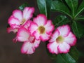 Desert Rose, Impala Lily, Mock Azalea, beauty white pink flowers. Royalty Free Stock Photo