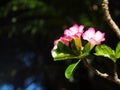 Desert Rose, Impala Lily, Mock Azalea, beauty white pink flowers. Royalty Free Stock Photo