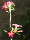 Desert Rose, Impala Lily, Mock Azalea, beauty white pink flowers on dark blur garden environment background Royalty Free Stock Photo