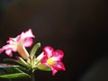 Desert Rose, Impala Lily, Mock Azalea, beauty white pink flowers on dark blur garden environment background Royalty Free Stock Photo