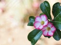 Desert Rose, Impala Lily, Mock Azalea, beauty white pink flowers in dark blur home garden environment background Royalty Free Stock Photo