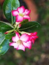 Desert Rose, Impala Lily, Mock Azalea, beauty white pink flowers in dark blur home garden environment background Royalty Free Stock Photo