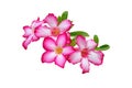 Desert Rose ( Impala Lily; Mock Azalea) Royalty Free Stock Photo