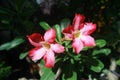 Desert Rose, Impala Lily, Mock Azalea Royalty Free Stock Photo