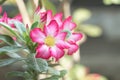 Desert Rose; Impala Lily; Mock Azalea Royalty Free Stock Photo