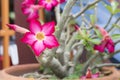 Desert Rose, Impala Lily, Mock Azalea pink flower Royalty Free Stock Photo