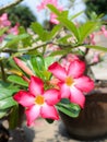 Desert Rose-Impala Lily- Mock Azalea Pink flowers Royalty Free Stock Photo