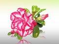 Desert rose Royalty Free Stock Photo