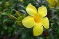 Desert rose, Impala lily, yellow flower Royalty Free Stock Photo