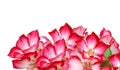 Desert Rose isolated on white background. Azalea, botany. Royalty Free Stock Photo