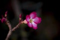 Desert rose, Mock Azalea, Pink bignonia, Impala lily or adenium in the garden. Blooming pink single flower on a dark background Royalty Free Stock Photo