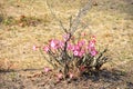 Desert rose