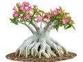 Desert rose or Ping Bignonia flower tree isolated on white Royalty Free Stock Photo