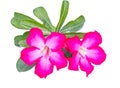 Desert rose or Ping Bignonia Royalty Free Stock Photo