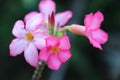 Desert rose pink color tiny flowers and freshness in summer closeup in nature background
