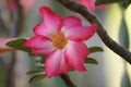 Desert Rose - Pink Colour Royalty Free Stock Photo