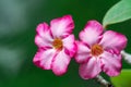 Desert Rose or Pinkbignonia or Impala lily , beautiful pink flowers with green blur background in garden,