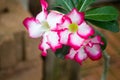 Adenium or Desert rose plant with blur background Royalty Free Stock Photo