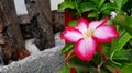 Desert rose plant