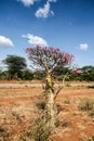 Desert rose, pretty and rare plant