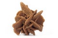 Desert rose sand rose mineral from Mexico isolated on a pure white background