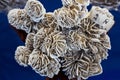 Desert rose selenite at Tucson Gem and Mineral Show