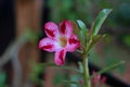 Desert rose single flower, Pink and white, Adenium obesum Royalty Free Stock Photo