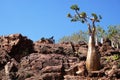 Desert Rose, Socotra Island