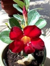 Desert rose succulent