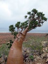 Desert Rose tree Royalty Free Stock Photo