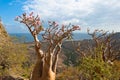 Desert rose tree, Socotra Island, Yemen Royalty Free Stock Photo