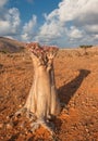 Desert rose tree, Socotra Island, Yemen Royalty Free Stock Photo