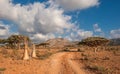 Desert rose tree, Socotra Island, Yemen Royalty Free Stock Photo