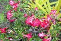 Desert Rose Tropical flower beautiful Pink adenium in garden