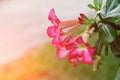 Desert Rose Tropical flower beautiful Pink adenium in garden with sunset light tone Royalty Free Stock Photo