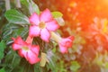 Desert Rose Tropical flower beautiful Pink adenium in garden with sunset light tone Royalty Free Stock Photo