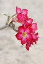 Desert roses in close-up