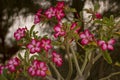 Desert roses in close-up